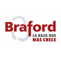 braford1