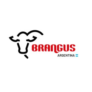 Brangus-2024-2a