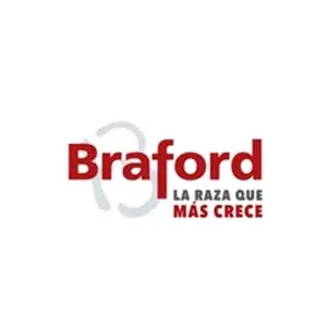 Braford Braford